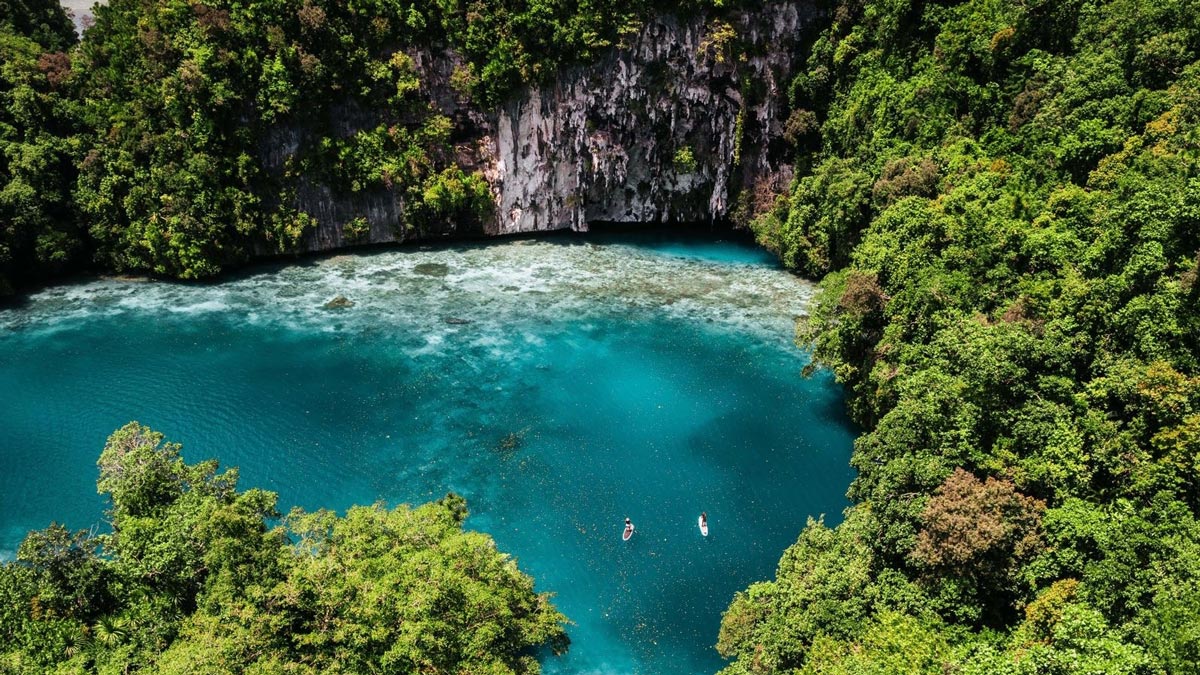 a group of people in kayaks in a river surrounded by trees