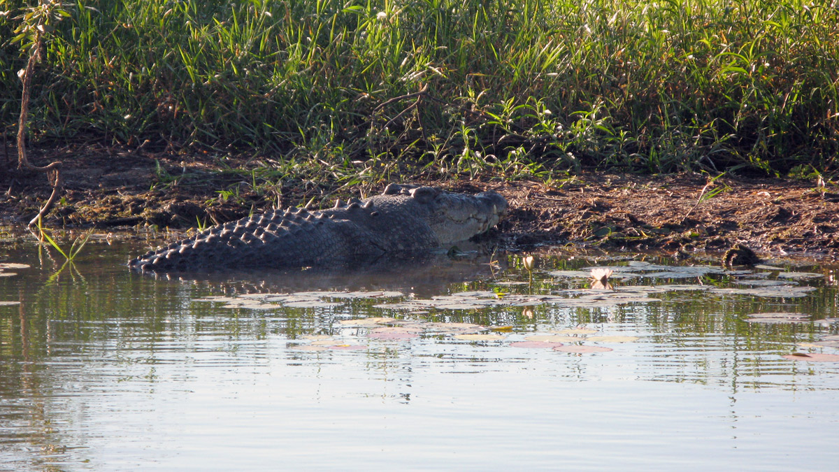 a crocodile in the water