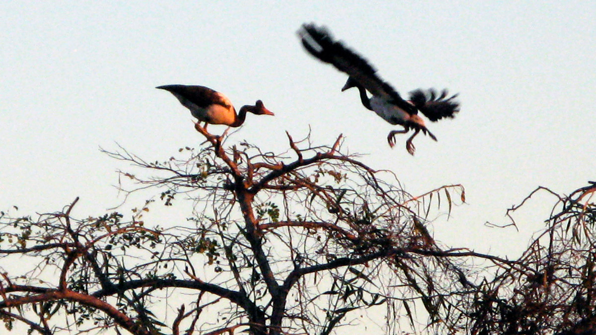 a pair of birds flying in the air